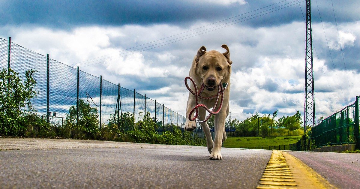 Wenn der Hund einen Blechschaden verursacht Helvetia