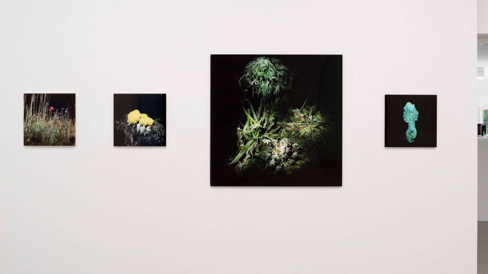 Arrachées aux ténèbres: Marianne Engel montre, dans leur milieu naturel, des plantes carnivores qu'elle a photographiées au cours de ses expéditions nocturnes.