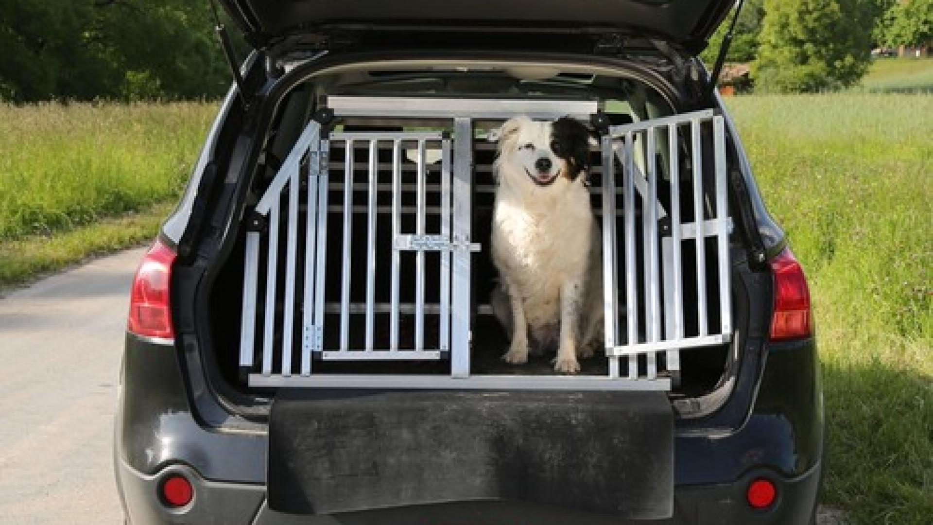 Hund im Kofferraum in seiner Transportbox schaut nach draußen