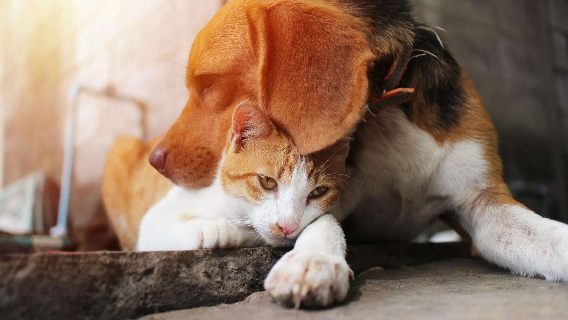 Ein Hund und eine Katze liegen entspannt auf dem Boden und sind aneinandergekuschelt.