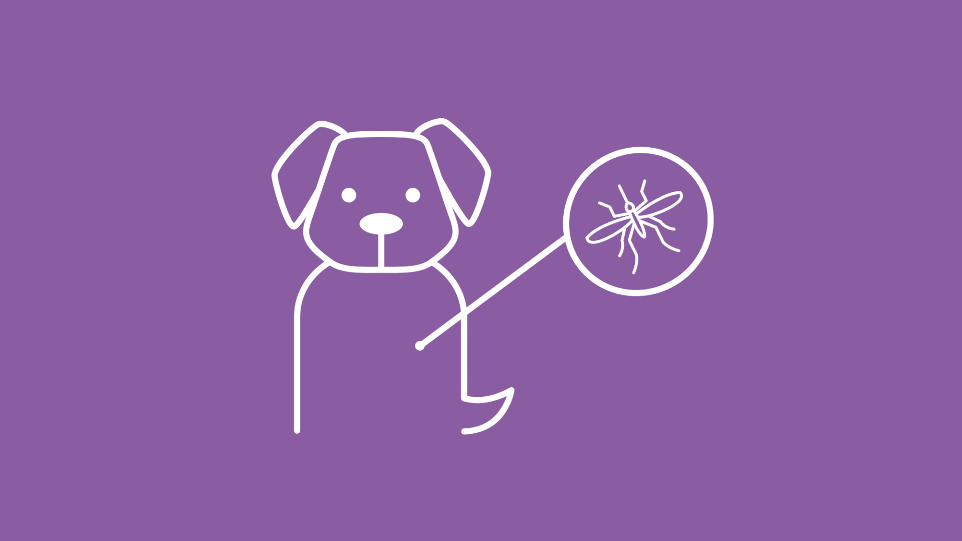 Die Grafik zeigt einen Hund mit Leishmaniose, nachdem er von einer Mücke gestochen wurde.
