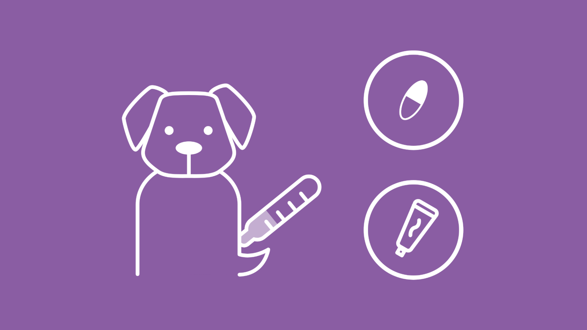 Ein Hund mit Zwingerhusten hat Fieber und wird mit Tabletten und einer Salbe behandelt.