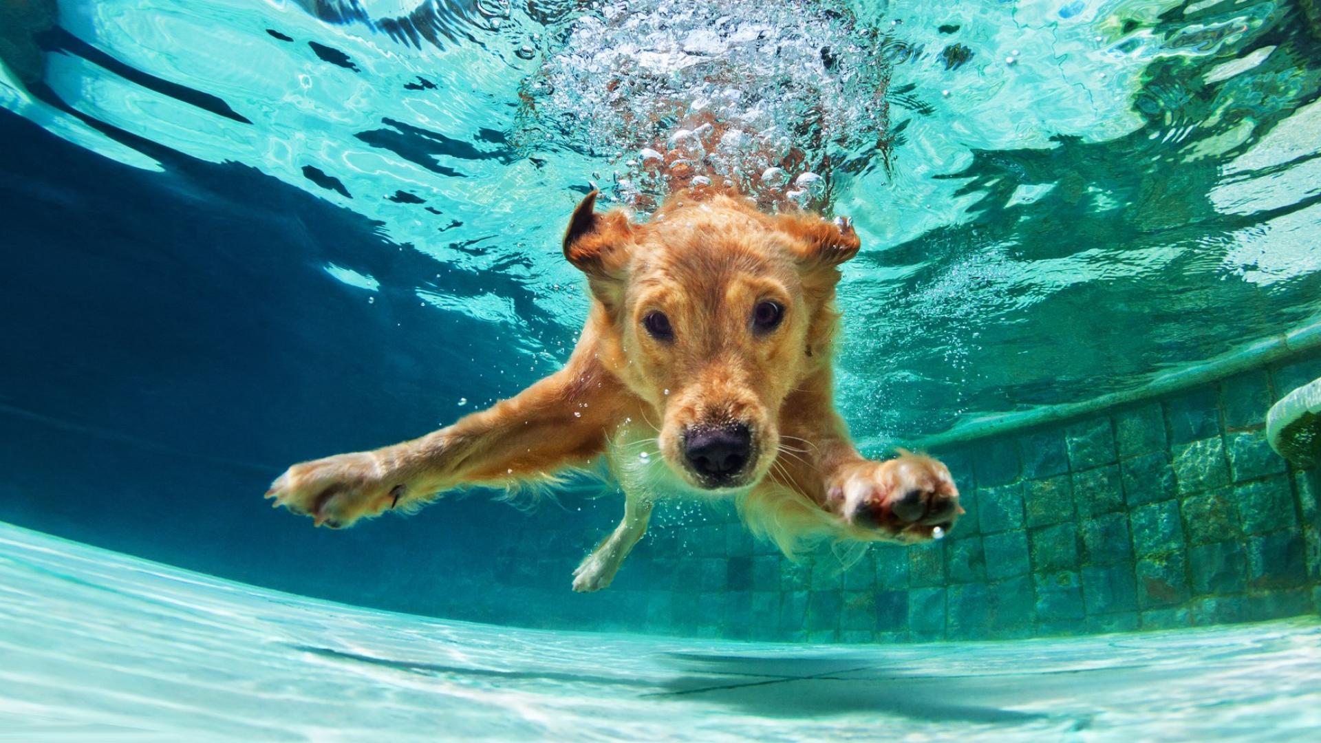 Auf dem Bild ist ein Golden Retreiver zu sehen, der in einem Schwimmbecken unter Wasser taucht.